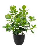 Pot bola couple noire