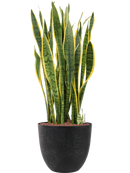 Pot bola couple noire