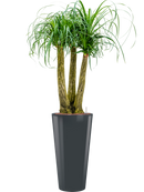 Pot runner partner anthracite