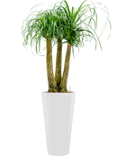 Pot runner partner blanche