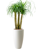 Pot pure partner blanche