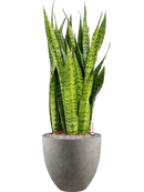 Pot grigio couple grise