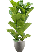 Pot grigio couple grise