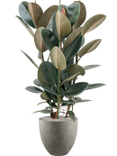 Pot grigio couple grise