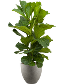 Pot grigio couple grise