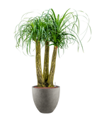 Pot grigio couple grise