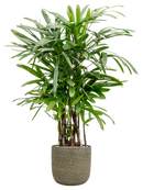 Pot magna couple marron