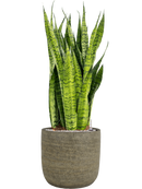 Pot magna couple marron