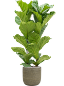 Pot magna couple marron