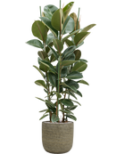 Pot magna couple marron