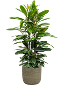 Pot magna couple marron