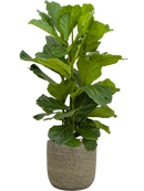 Pot magna couple marron