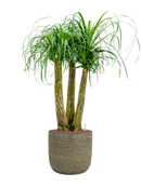 Pot magna couple marron