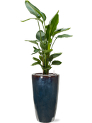 Pot plain partner multicolore