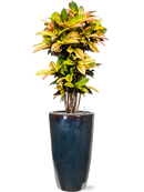 Pot plain partner multicolore