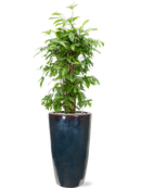 Pot plain partner multicolore