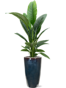 Pot plain partner multicolore