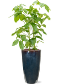 Pot plain partner multicolore