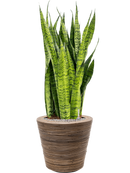 Pot paniers  couple marron