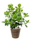 Pot paniers  couple marron