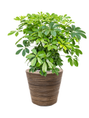 Pot paniers  couple marron