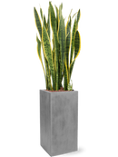 Pot natural square grise