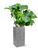 Pot natural square grise