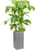 Pot natural square grise