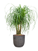 Pot nature rib couple anthracite