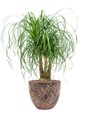 Pot lava couple rouge