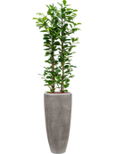 Pot polystone partner grise