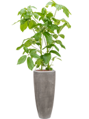 Pot polystone partner grise