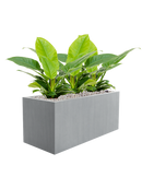 Pot argento rectangle grise