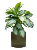 Pot cylinder cylinder verte