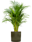 Pot cylinder cylinder verte