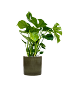 Pot cylinder cylinder verte