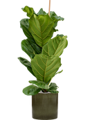 Pot cylinder cylinder verte