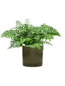 Pot cylinder cylinder verte