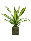 Pot cylinder cylinder verte