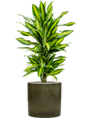 Pot cylinder cylinder verte