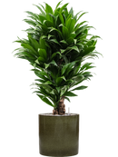 Pot cylinder cylinder verte