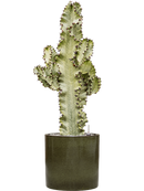 Pot cylinder cylinder verte