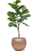 Ficus lyrata en Baq Opus Hammered