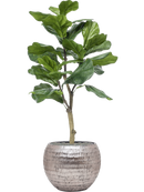 Ficus lyrata en Baq Opus Hammered