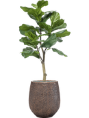 Ficus lyrata en Baq Opus Hit