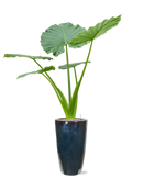 Pot plain partner multicolore