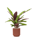 Pot nature groove special cylinder rouge