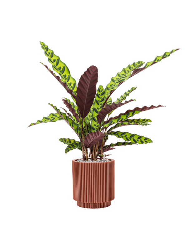 Pot nature groove special cylinder rouge