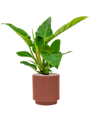 Pot nature groove special cylinder rouge