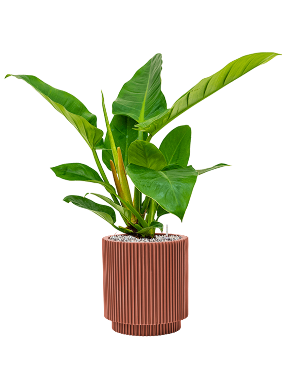 Pot nature groove special cylinder rouge